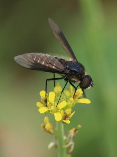  Lomatia belzebul (Fabricius, 1794)