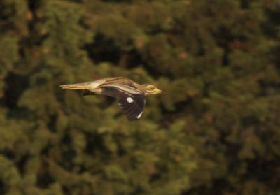 Oedicnème criard Burhinus oedicnemus (Linnaeus, 1758)