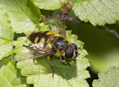  Myathropa florea (Linnaeus, 1758)
