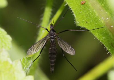  Nigrotipula nigra (Linnaeus, 1758)