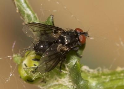  Nyctia halterata (Panzer, 1798)