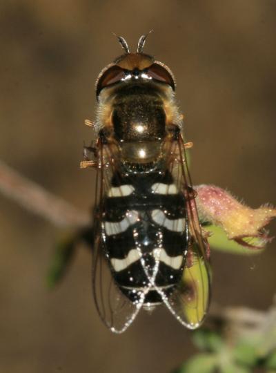 Syrphe du poirier, Syrphe pyrastre Scaeva pyrastri (Linnaeus, 1758)