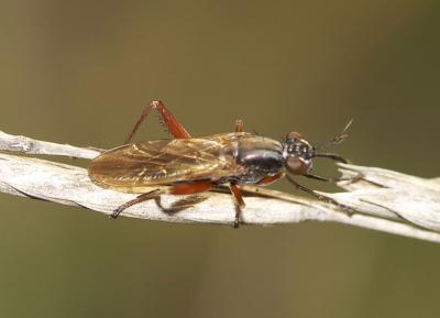  Sepedon sphegea (Fabricius, 1775)
