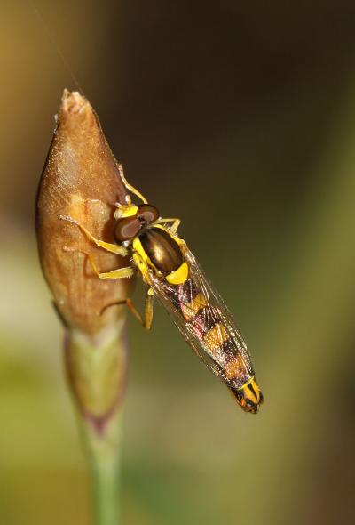  Sphaerophoria scripta (Linnaeus, 1758)