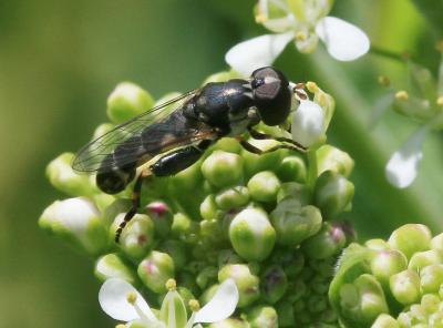  Syritta pipiens (Linnaeus, 1758)