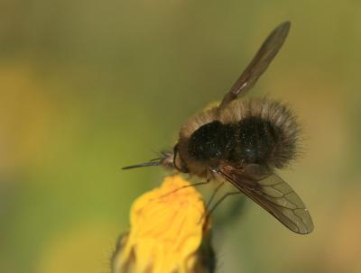  Bombylius trichurus Pallas, 1818