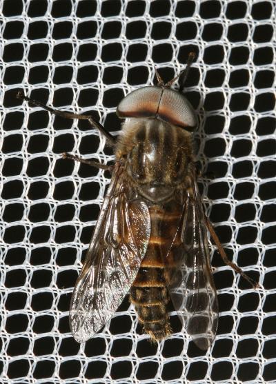  Tabanus Linnaeus, 1758