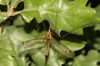  Tipula Linnaeus, 1758