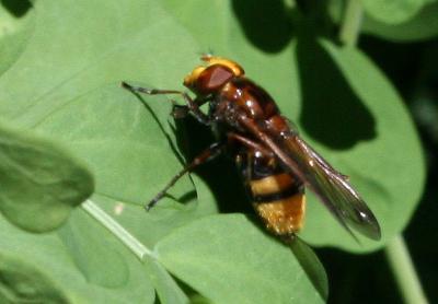 Volucelle zonée Volucella zonaria (Poda, 1761)