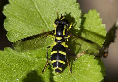  Xanthogramma pedissequum (Harris, 1776)