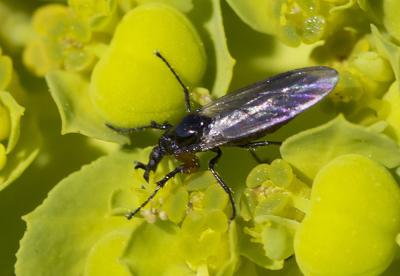  Dilophus femoratus Meigen, 1804