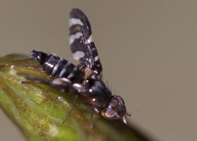  Plioreocepta poeciloptera (Schrank, 1776)