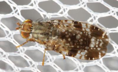  Tephritis vespertina (Loew, 1844)