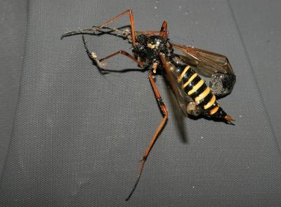  Ctenophora flaveolata (Fabricius, 1794)
