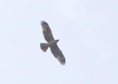 Aigle de Bonelli Aquila fasciata Vieillot, 1822