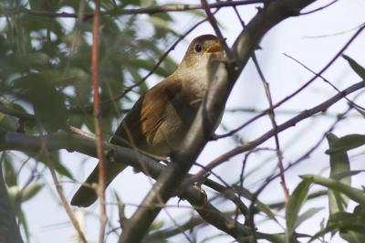 Rossignol philomèle Luscinia megarhynchos C. L. Brehm, 1831