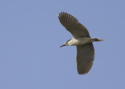Héron bihoreau, Bihoreau gris Nycticorax nycticorax (Linnaeus, 1758)