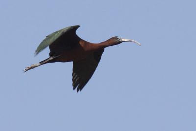 Ibis falcinelle Plegadis falcinellus (Linnaeus, 1766)