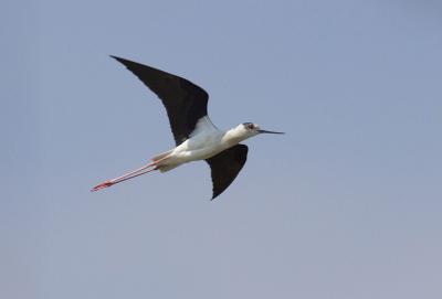 Echasse blanche Himantopus himantopus (Linnaeus, 1758)