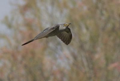 Coucou gris Cuculus canorus Linnaeus, 1758
