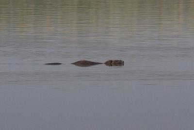 Ragondin Myocastor coypus (Molina, 1782)