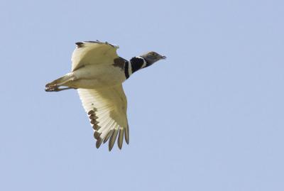 Outarde canepetière Tetrax tetrax (Linnaeus, 1758)