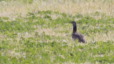 Outarde canepetière Tetrax tetrax (Linnaeus, 1758)