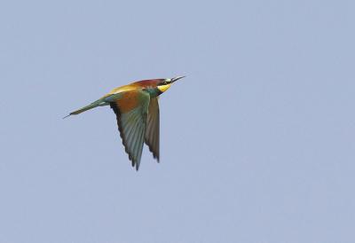 Guêpier d'Europe Merops apiaster Linnaeus, 1758