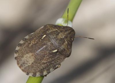  Eurygaster maura (Linnaeus, 1758)