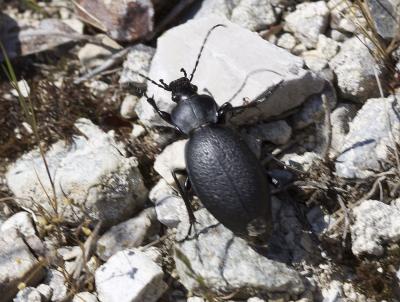 Carabe chagriné Carabus coriaceus Linnaeus, 1758