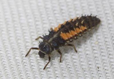 Coccinelle asiatique (la) Harmonia axyridis (Pallas, 1773)