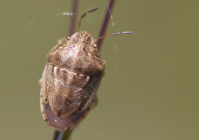  Neottiglossa leporina (Herrich-Schäffer, 1830)