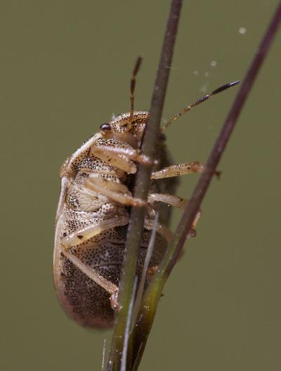 Neottiglossa leporina (Herrich-Schäffer, 1830)