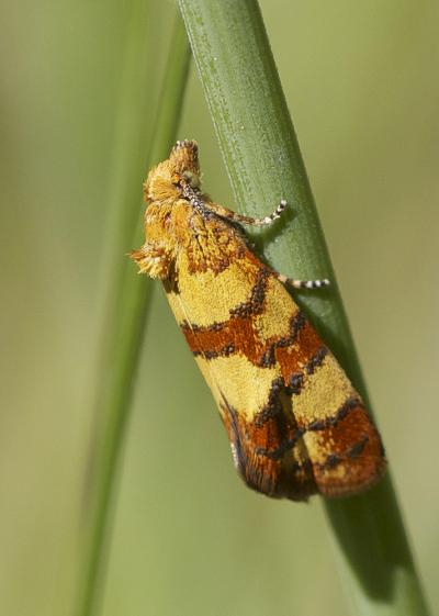  Aethes tesserana (Denis & Schiffermüller, 1775)
