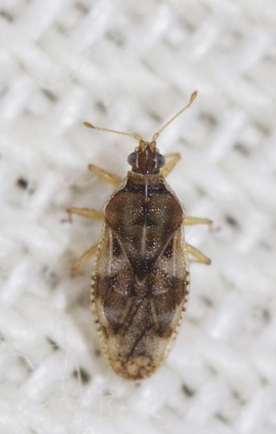  Monosteira unicostata (Mulsant & Rey, 1852)
