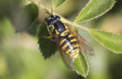  Chrysotoxum cautum (Harris, 1776)
