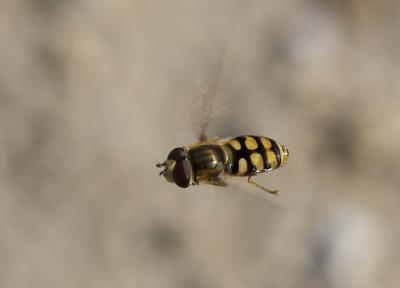  Eupeodes corollae (Fabricius, 1794)