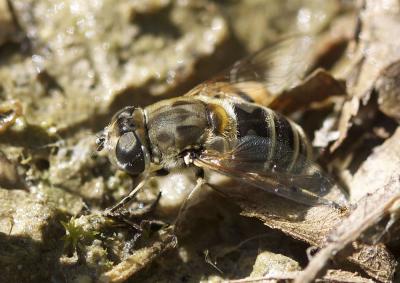  Eristalis arbustorum (Linnaeus, 1758)