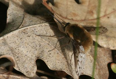  Bombylius discolor Mikan, 1796