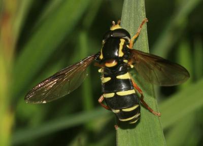  Xanthogramma citrofasciatum (De Geer, 1776)