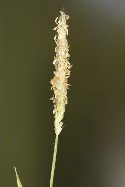 Vulpin bulbeux Alopecurus bulbosus Gouan, 1762