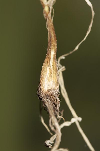 Vulpin bulbeux Alopecurus bulbosus Gouan, 1762