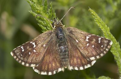 Hespérie de l'Alchémille (L'), Hespérie de l'Armoi Pyrgus serratulae (Rambur, 1839)