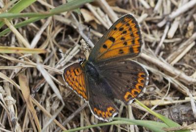 Cuivré fuligineux (Le), Argus myope (L'), Polyomma Lycaena tityrus (Poda, 1761)