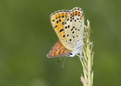 Cuivré fuligineux (Le), Argus myope (L'), Polyomma Lycaena tityrus (Poda, 1761)