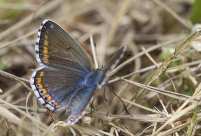 Azuré bleu-céleste (L'), Bel-Argus (Le), Argus ble Lysandra bellargus (Rottemburg, 1775)