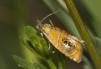  Olethreutes arcuella (Clerck, 1759)