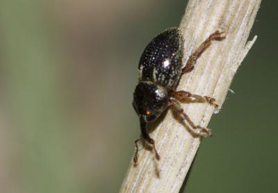  Pachytychius hordei grandicollis (Waltl, 1835)