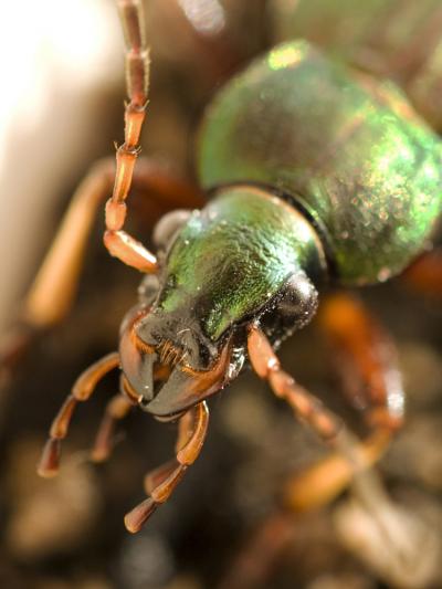 Carabe doré (Le), Jardinière Carabus auratus Linnaeus, 1760