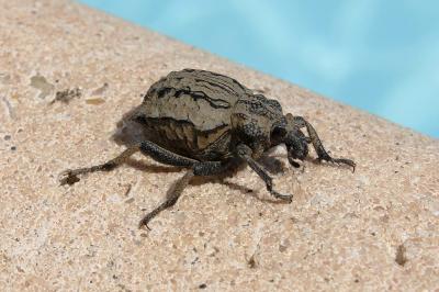  Brachycerus undatus Fabricius, 1798